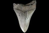 Bargain, Fossil Megalodon Tooth - Georgia #76489-1